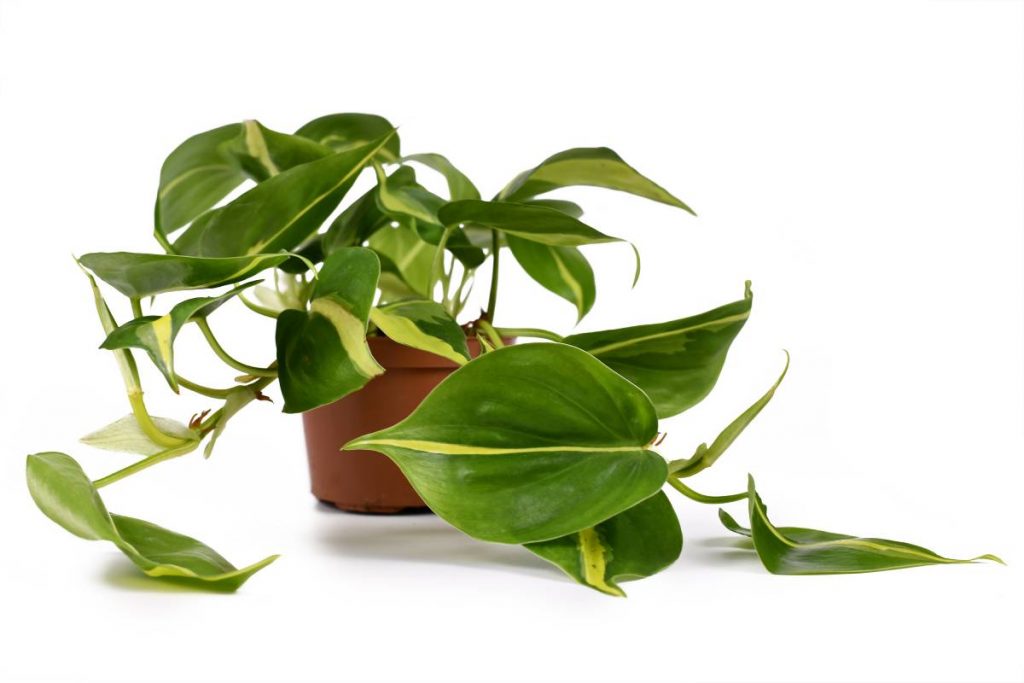 philodendron brasil