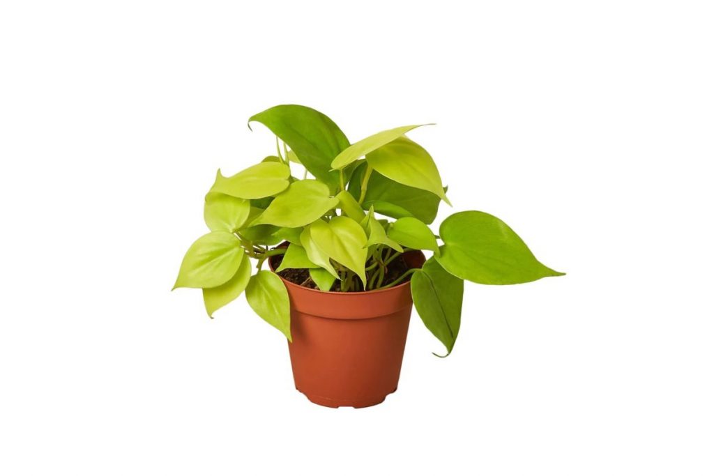 Philodendron Lemon Lime
