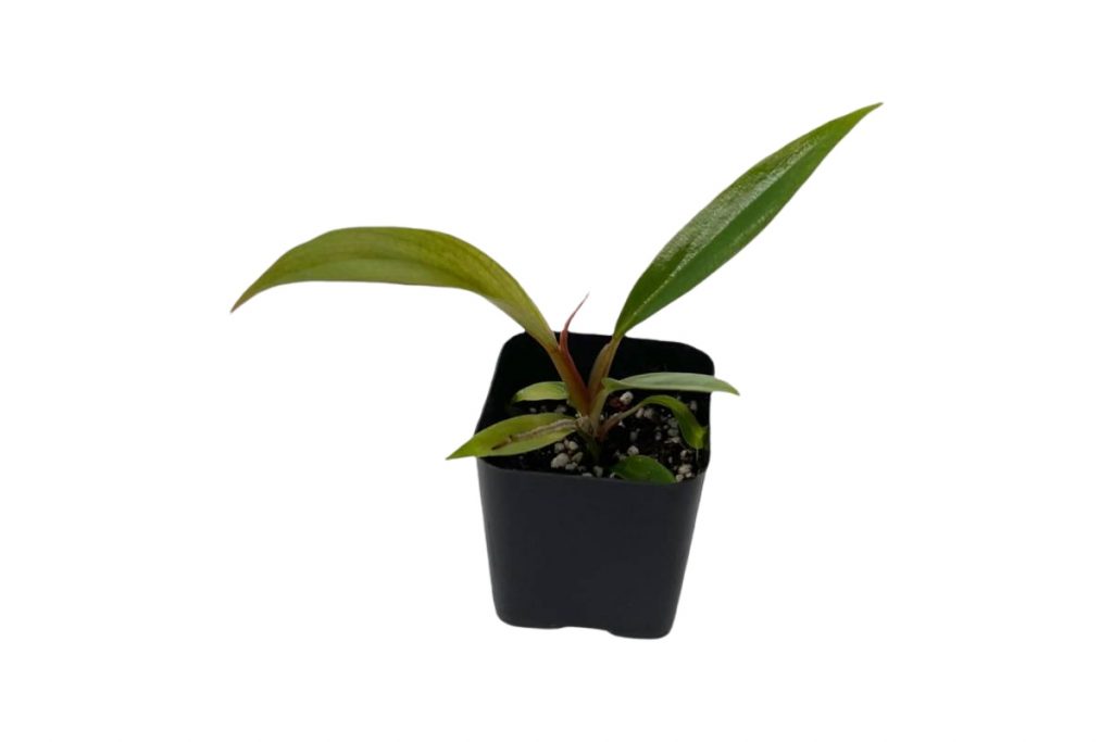 philodendron caramel marble