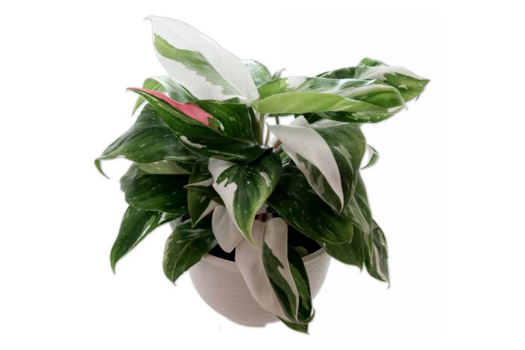 philodendron white wizard