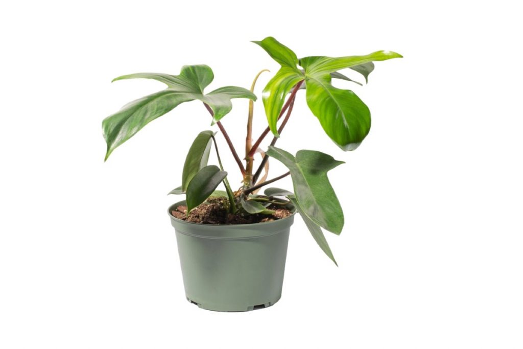 philodendron florida green