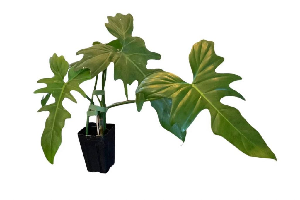 philodendron golden dragon