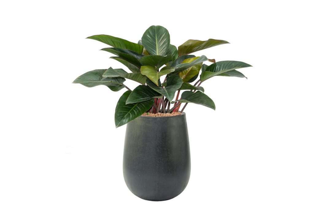 philodendron imperial red