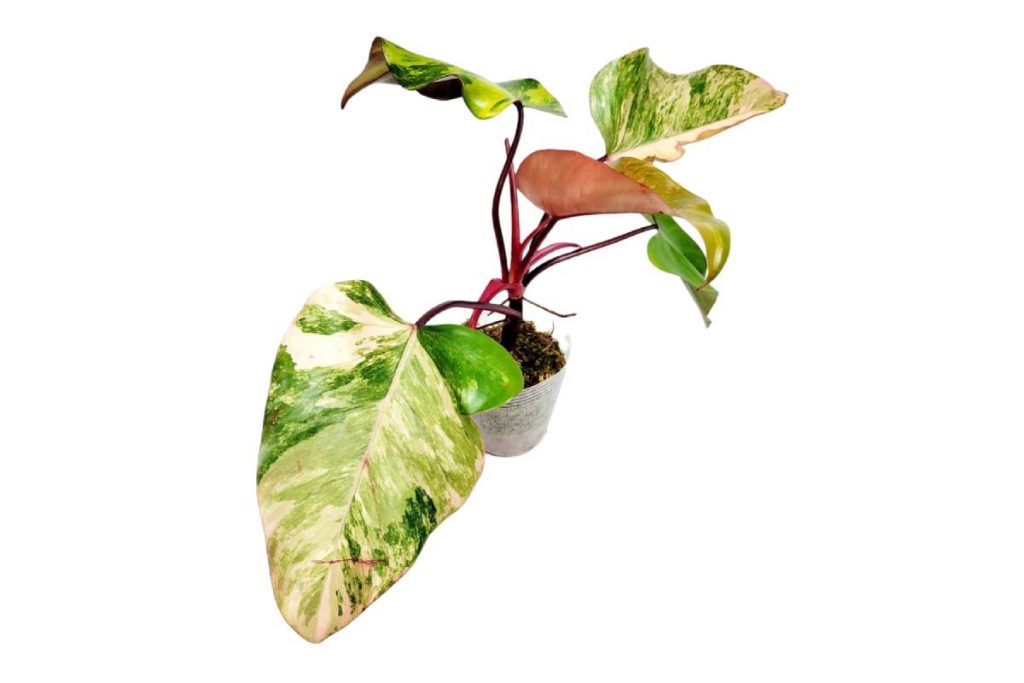 philodendron strawberry shake