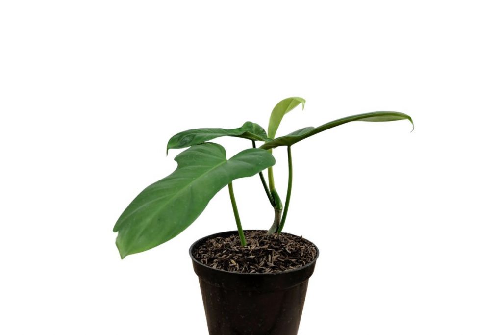 phildendron bipennifolium