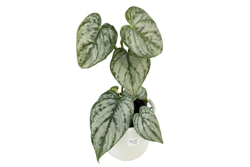 philodendron brandtianum