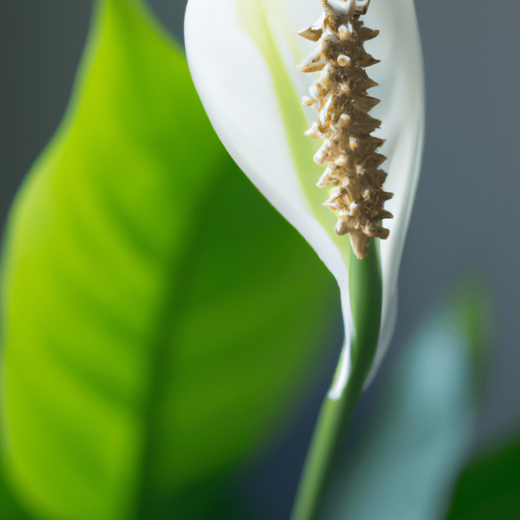 Spathiphyllum Kochii
