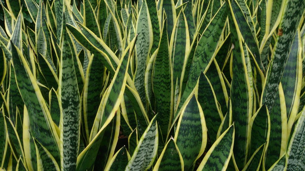 Sansevieria Golden Hahnii Care