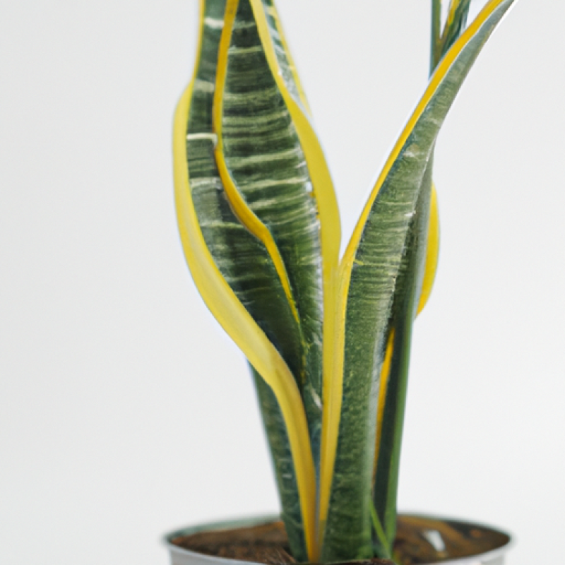 Sansevieria Fernwood Mikado