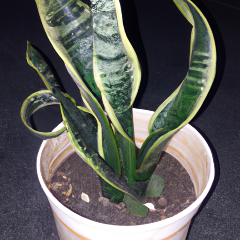 sansevieria robusta